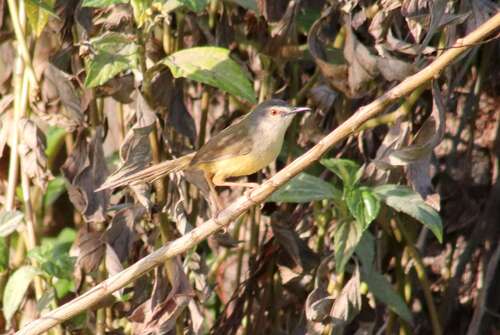 Yellow-bellied Prinia (Prinia flaviventris), photo 8