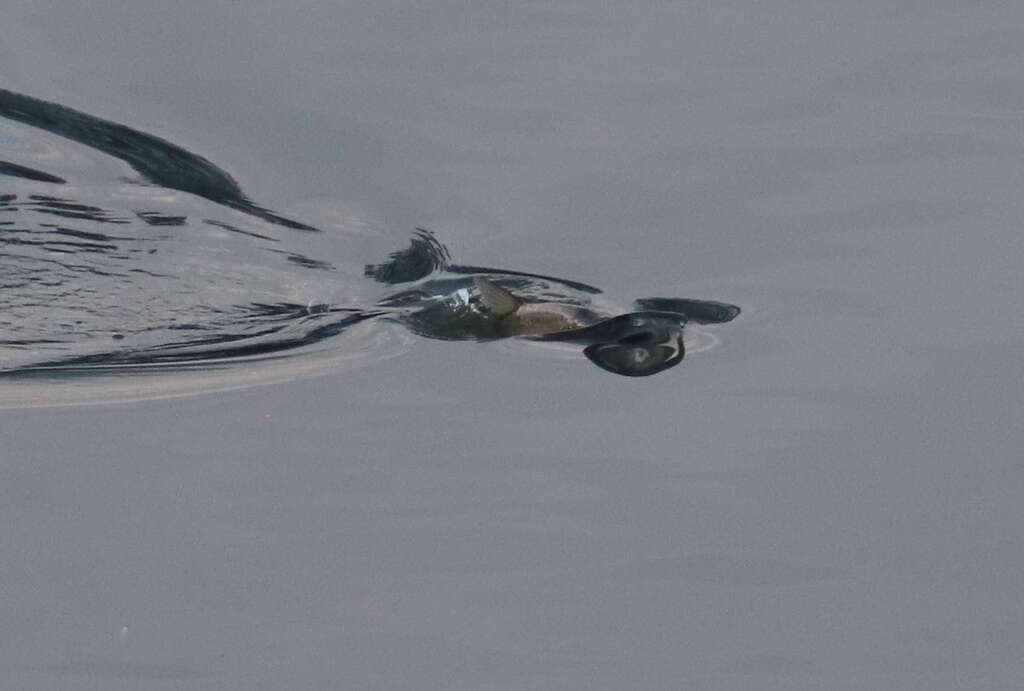 Black Carp