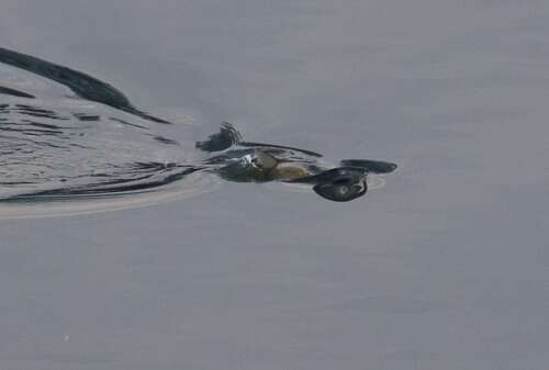 Black Carp