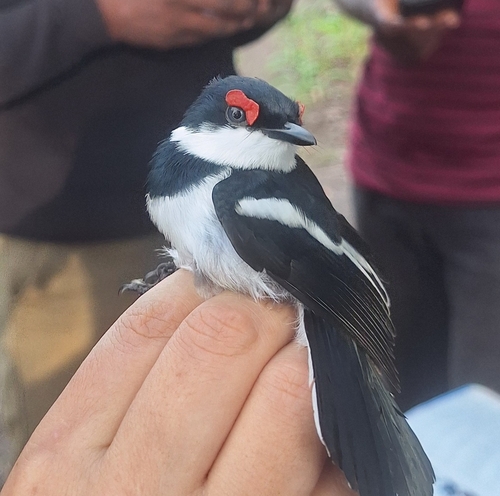 Brown-throated Wattle-eye