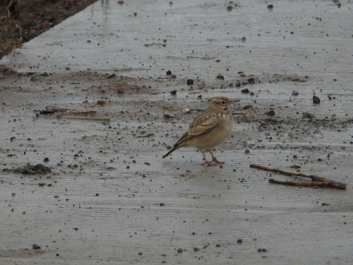 Crested Lark