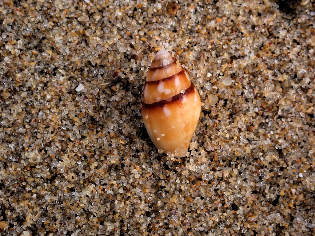 Pyrene Shell Pyrene flava from Bundagen NSW 2454, Australia on February 10, 2026 at ...