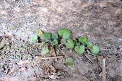 Primulina danxiaensis