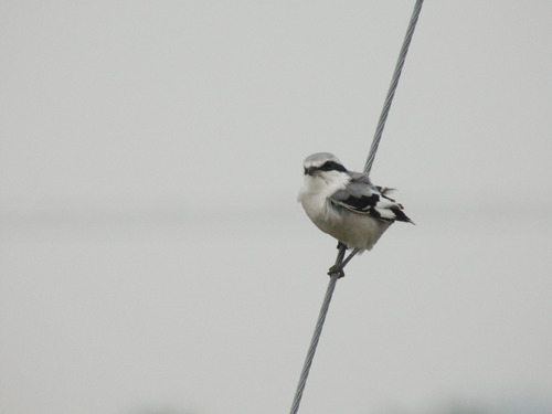 Chinese Grey Shrike