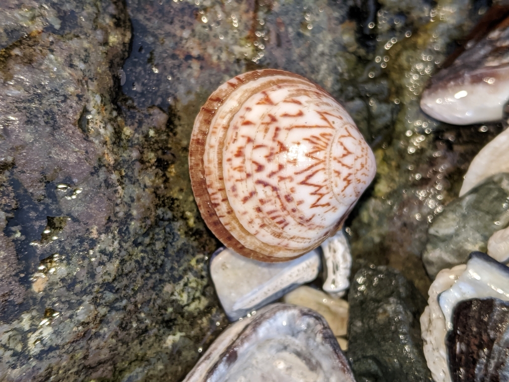 northern bittersweet