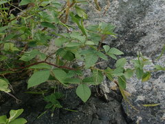 Cleome aculeata