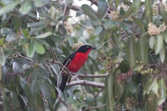 Laniarius erythrogaster