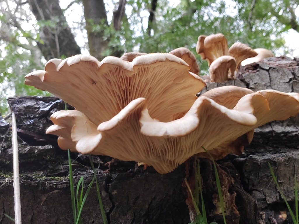 Pleurotus ostreatus · February 2026 · photo: © arlenedevitt (iNaturalist, cc-by)