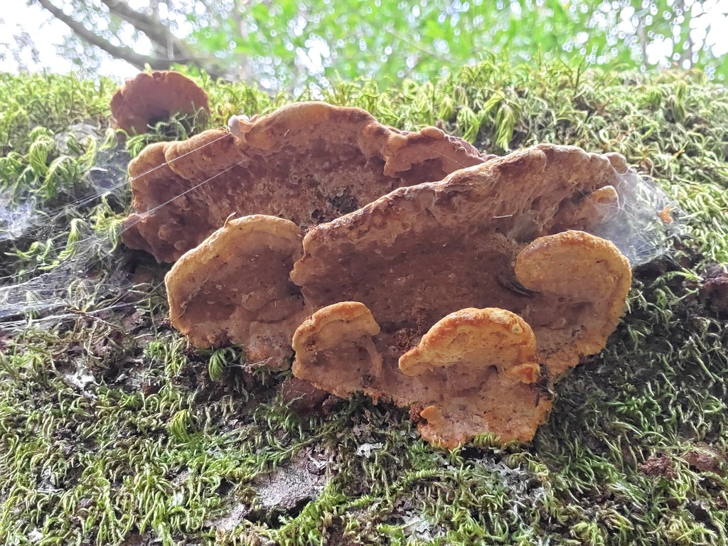 Fuscoporia gilva · February 2026 · photo: © arlenedevitt (iNaturalist, cc-by)