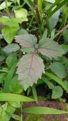 Magnoliopsida