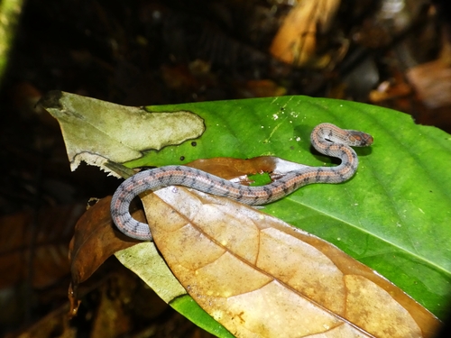 Smooth Slug Snake
