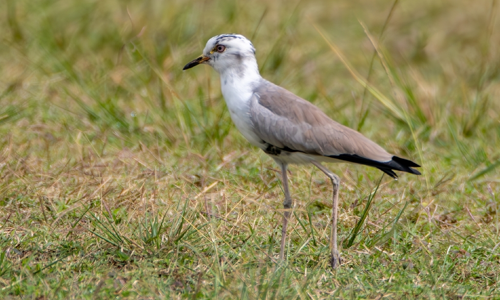 Blacksmith × White-headed Lapwing