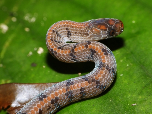 Smooth Slug Snake