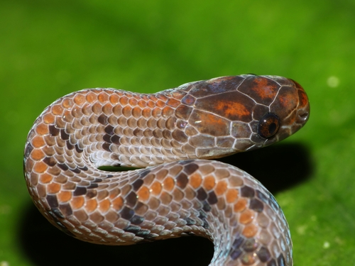 Smooth Slug Snake