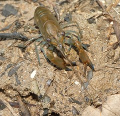 Cherax dispar