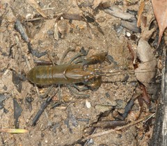 Cherax dispar