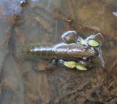 Cherax dispar