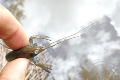 Cherax dispar