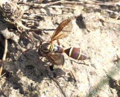 Polybiomyia schnablei