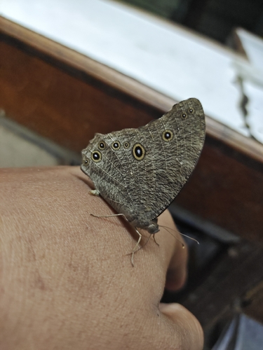 Common Evening Brown