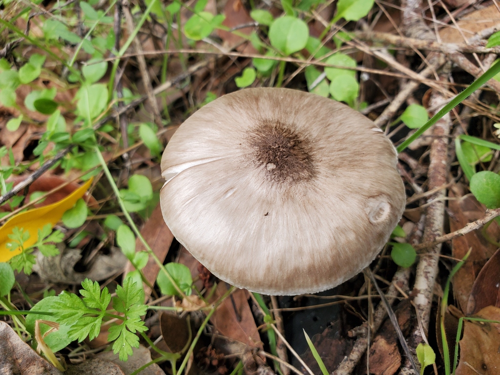Pluteus exilis · February 2026 · photo: © arlenedevitt (iNaturalist, cc-by)