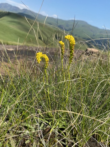 Catstail Splitlip Orchid (Schizochilus bulbinella)