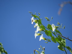 Ipomoea corymbosa