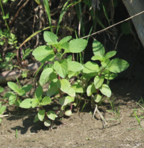 Wild Mint (Mentha arvensis)