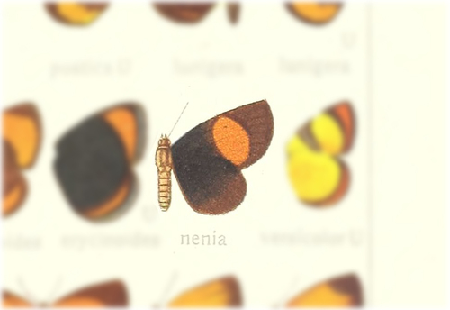 Callidula nenia
