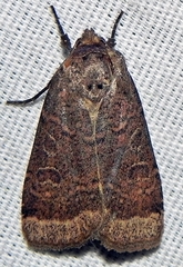 Abagrotis anchocelioides