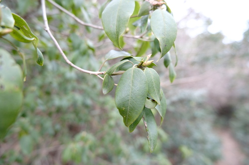 Rhododendron ovatum, photograph 2
