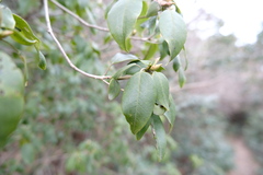 (c) 王天明, some rights reserved (CC BY) Rhododendron ovatum, photograph (c) 王天明, some rights reserved (CC BY)