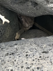 Cryptoblepharus poecilopleurus