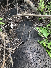 Cryptoblepharus poecilopleurus