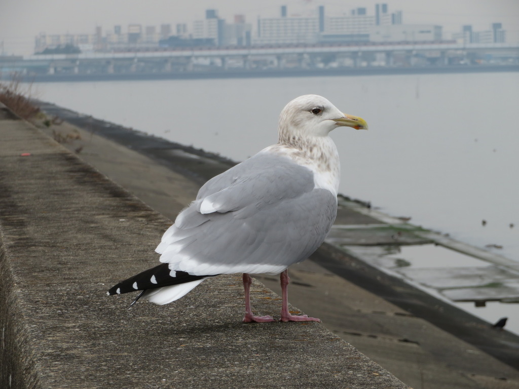 Vega Gull