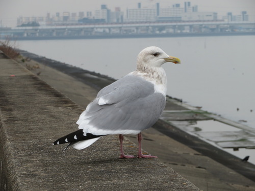 Vega Gull