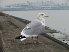 Larus argentatus vegae