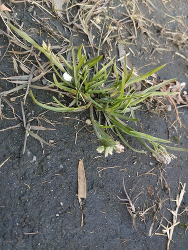 Annual Meadow-grass