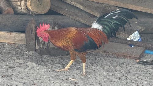 Red Junglefowl