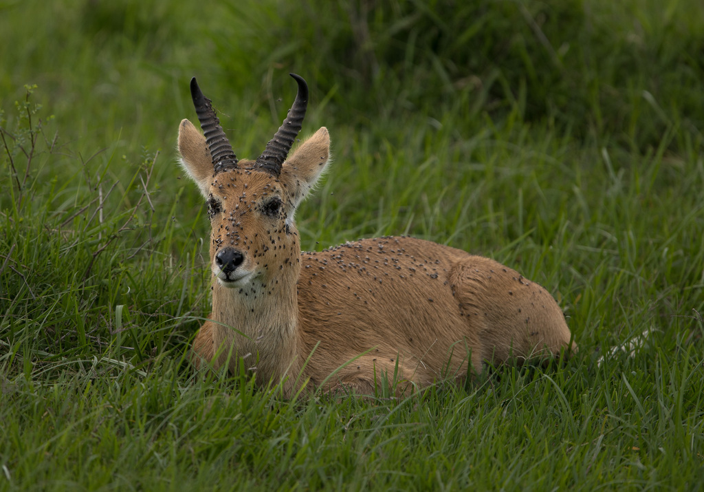 Redunca redunca wardi, Mara, Kenya, by wayneosborn