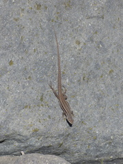 Liolaemus curicensis