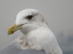 Larus argentatus vegae