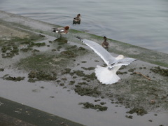 Larus argentatus vegae