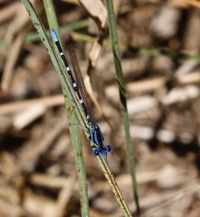 Argia sedula