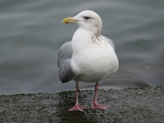 Larus argentatus vegae