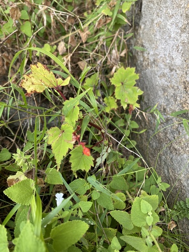 Begonia sutherlandii (Begonia sutherlandii)