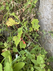 (c) Sunčana Bradley, some rights reserved (CC BY) Begonia sutherlandii, photograph (c) Sunčana Bradley, some rights reserved (CC BY)