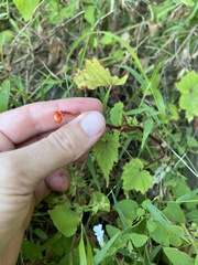 (c) Sunčana Bradley, some rights reserved (CC BY) Begonia sutherlandii, photograph (c) Sunčana Bradley, some rights reserved (CC BY)