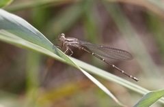 Argia translata