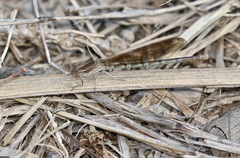 Argia sedula